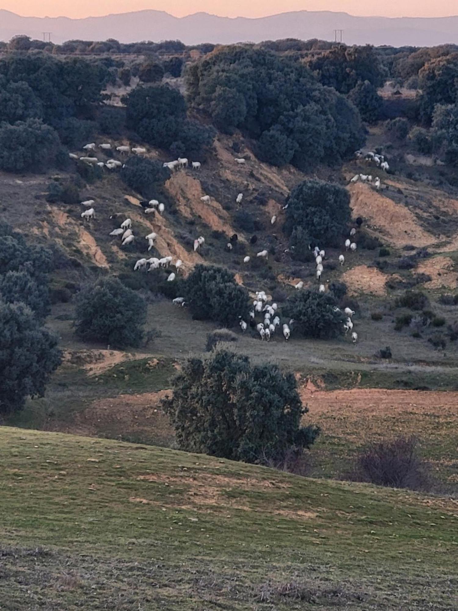 La Pedrosa Casa Rural Camarzana de Tera Exterior foto